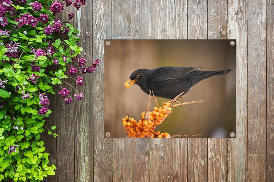 Décoration de Jardin Vogel - Merle - Hiver - Glace - Baie - 40x30 cm - Toile de jardin - Poster extérieur