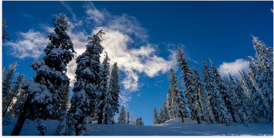 WallClassics - Poster Glanzend – Hoge Smalle Bomen in de Sneeuw met Zon - 100x50 cm Foto op Posterpapier met Glanzende Afwerking