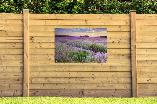 Een tuinposter van een paarse lavendelweide bij zonsondergang, bevestigd aan een lichte houten schutting met gras.