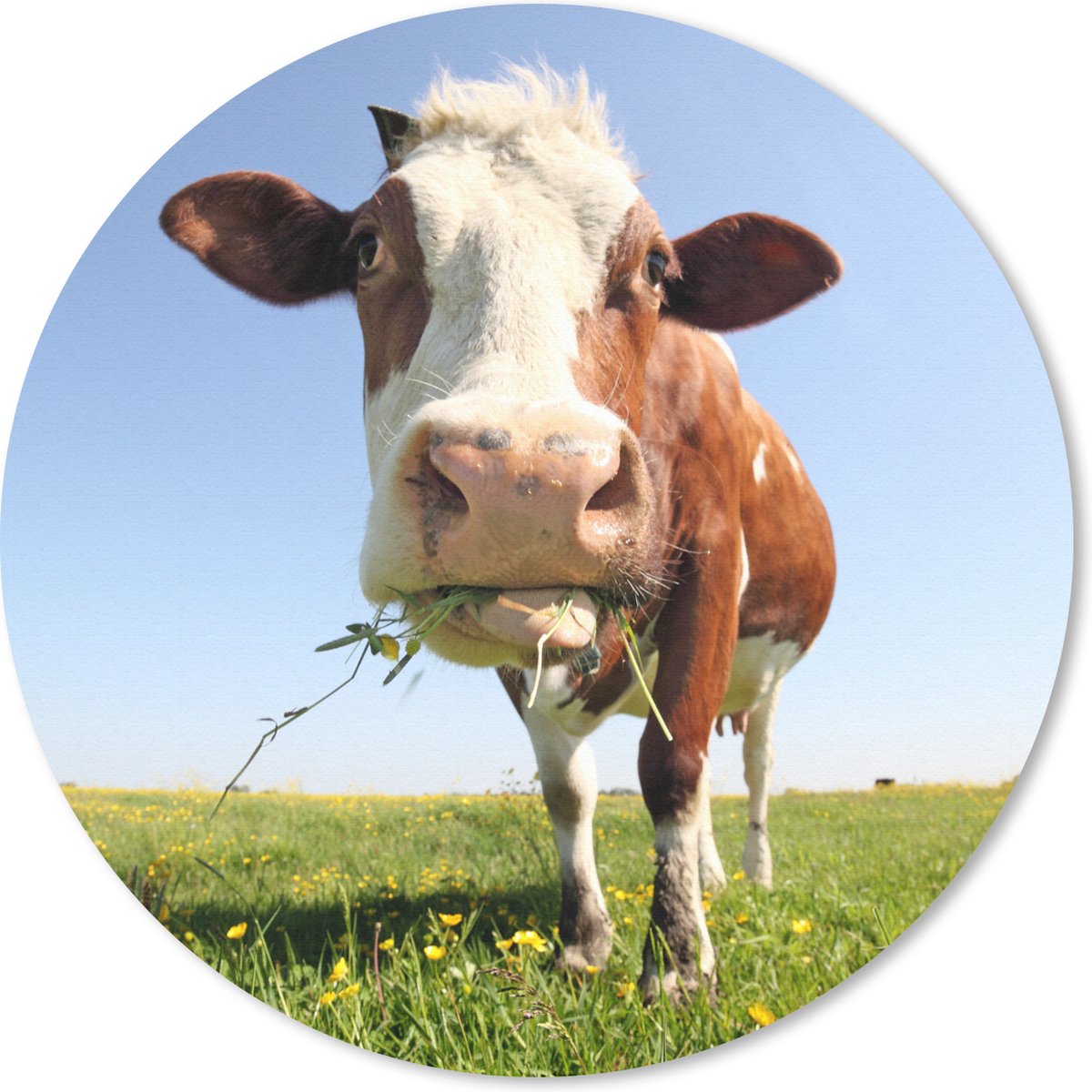 Muismat rond 30x30 cm - Mousepad Koe - Dieren - Bloemen - Gras - Ronde muismatten