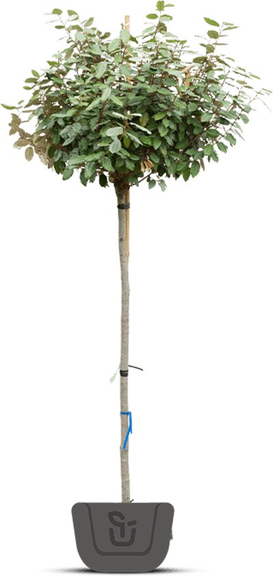 Olijfwilg op stam | Elaeagnus ebbingei | Stamomtrek: 5-7 cm | Stamhoogte: 180 cm (kleine kroon)
