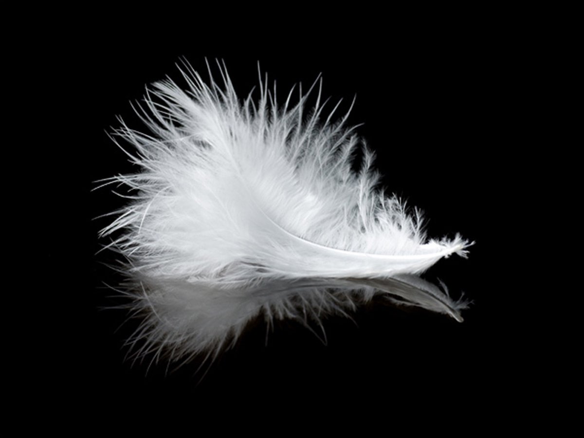 Fotobehang - White feather.