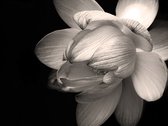 Fotobehang - Lotus flower.