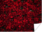 Poster Bloemen - Rozen - Rood - 120x90 cm