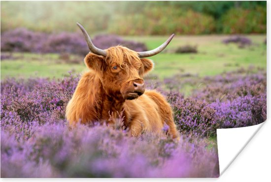 Un Highlander écossais se trouve parmi les fleurs violettes Poster 30x20 cm - petit - Tirage photo sur Poster (décoration murale salon / chambre) / Poster Animaux sauvages