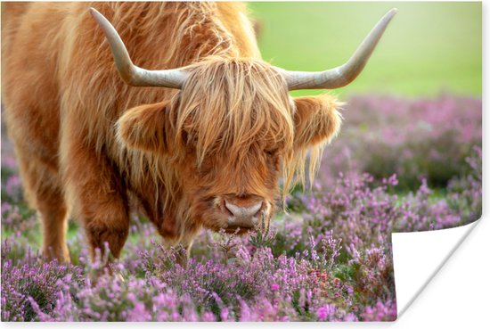 Papier pour affiches écossais de pâturage