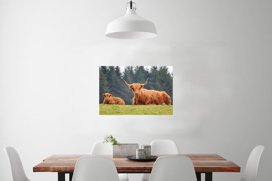 Une mère et son veau Poster Highlander écossais 60x40 cm - Tirage photo sur Poster (décoration murale salon / chambre) / Poster Animaux sauvages