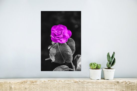 Affiche Fleurs - Rose - Violet - Zwart - Wit - 20x30 cm