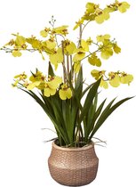 Kunstplant wilde Orchidee 6-tak geel H60cm - HTT Decorations