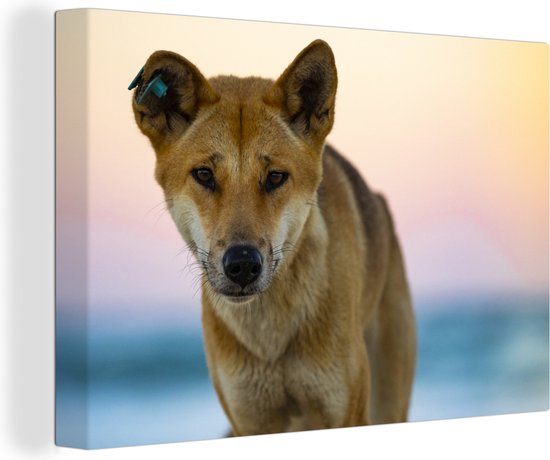 Canvas Schilderij Portretfoto dingo hond tegen vervaagde achtergrond - 120x80 cm - Wanddecoratie