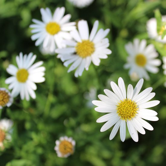 Gros plan de plusieurs marguerites blanches aux centres jaunes sur un fond vert flou.