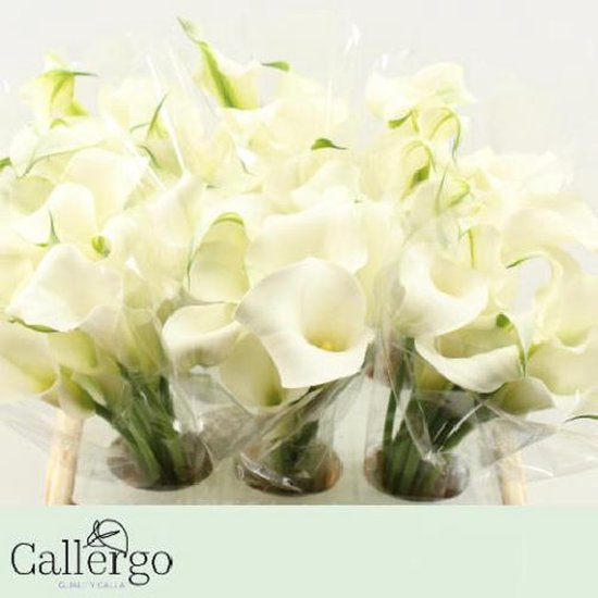 Calla Rudolph 40cm DutchFlowers - Boeket - 10x Calla white present 40cm | bol