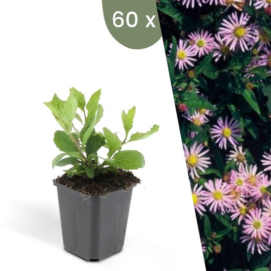 Plants By Frank | 60 Goudaardbei Planten Waldsteinia Ternata - Winterharde Bodembedekker Vaste Planten