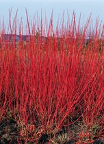 Arbustes de haie - Un ensemble 1 - Cornus alba 'Sibirica' - (2L) 60-80 cm