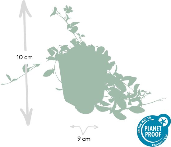 Set de 6 Petites Pervenche - Vinca minor bleu hauteur 15cm taille pot 9cm