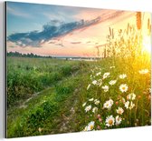Tableau aluminium 120x80 cm - Décoration murale métal - Fleurs - Marguerite - Nature - Soleil - Horizon - Décoration murale métal salon - Décoration industrielle - Photo sur dibond - Accessoires industriels chambre