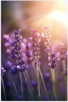 Poster 80x120 cm - Lavendelbloemen - Paars - Zonlicht - Posters - Kamer decoratie - Wanddecoratie woonkamer - Muurdecoratie slaapkamer