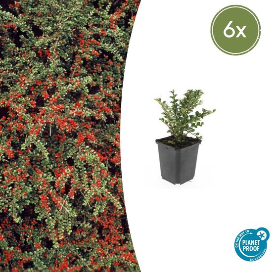 Vlakke dwergmispel - Cotoneaster horizontalis - 6 stuks