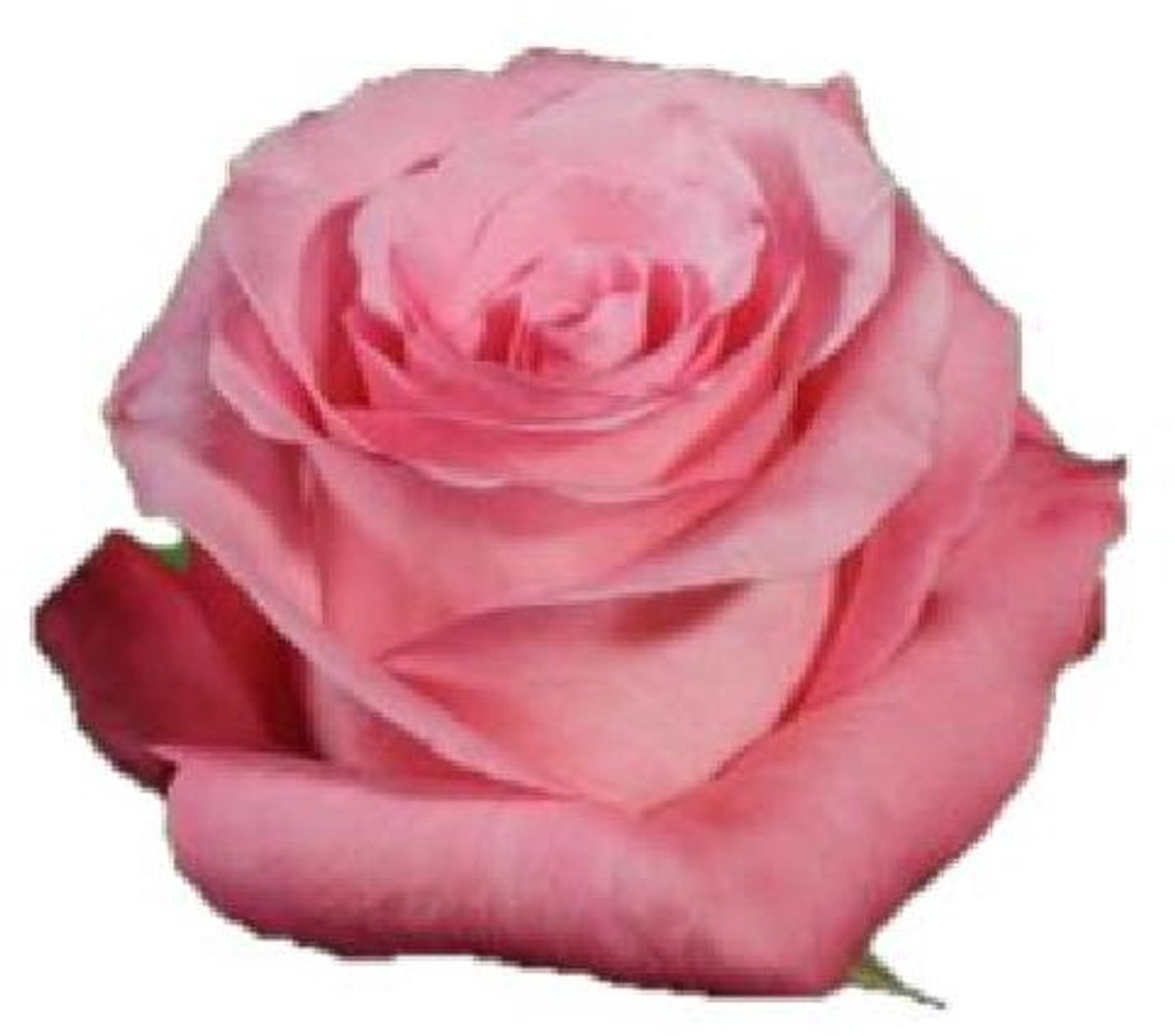 25x Rosa conquista 70cm