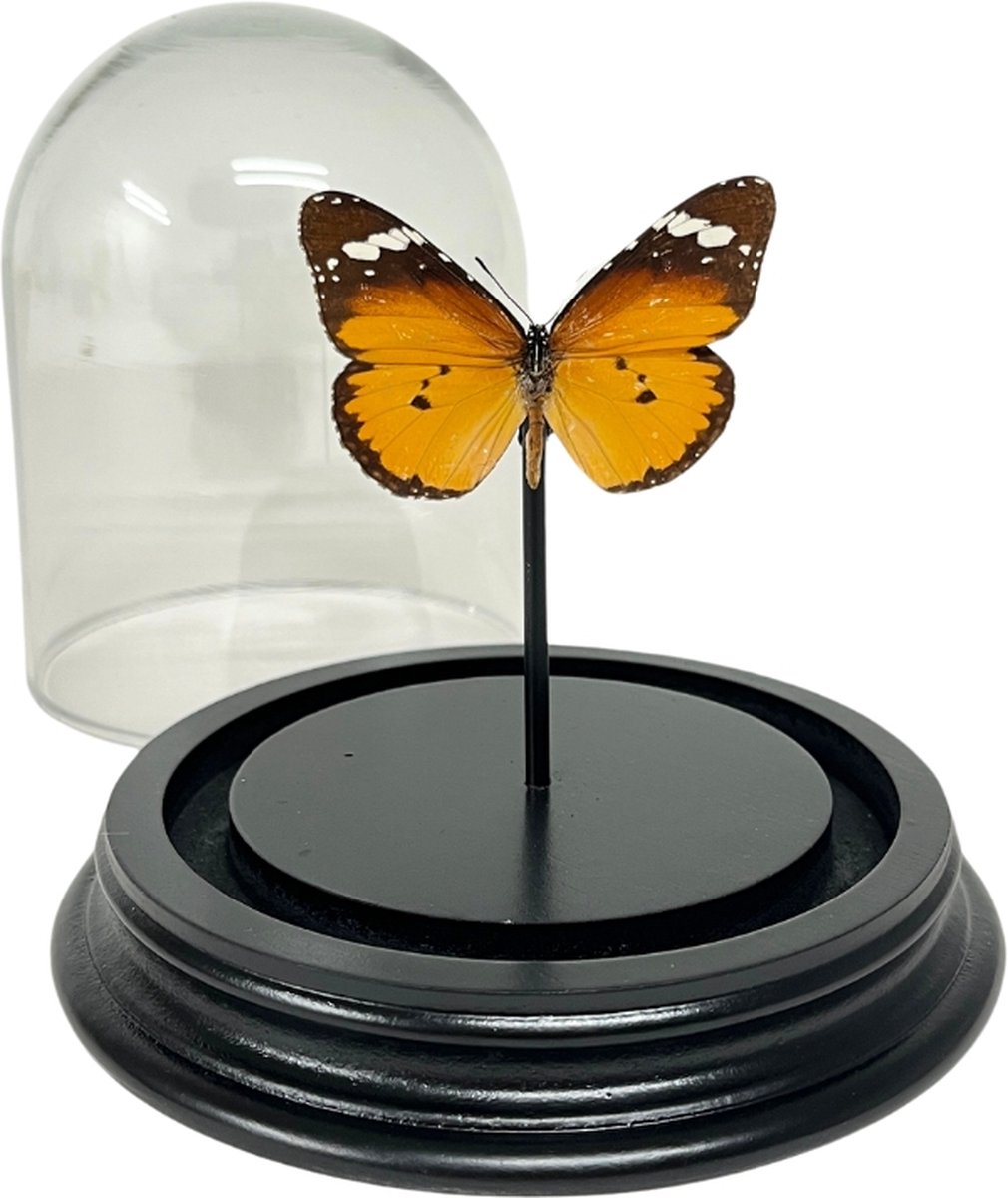 Danaus chrysippus - Kleine monarchvlinder in stolp - Oranje vlinder in stolpje