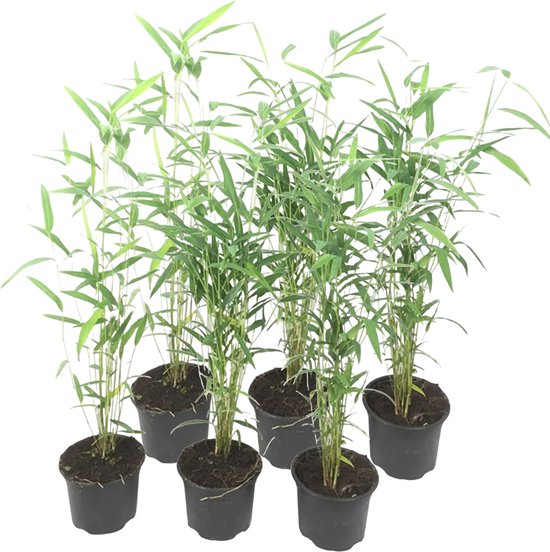 Plante en Boite - Fargesia papyrifera ' Blue Dragon' - Bamboe - Set de 6 - Pot 13cm - Hauteur 30-40cm