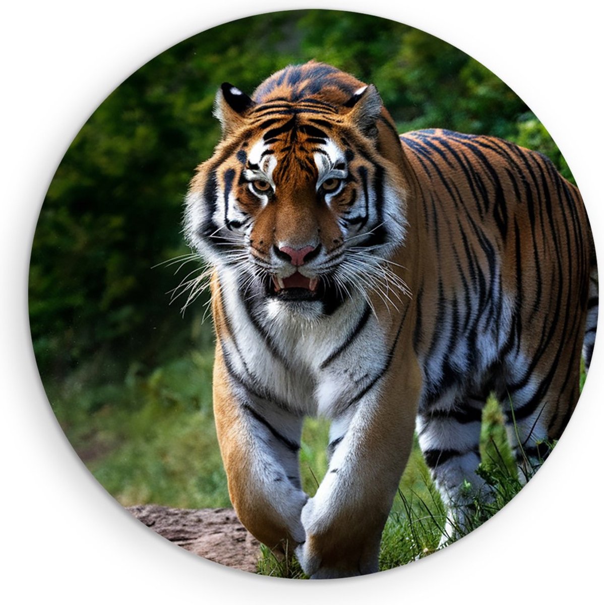 Saammp Forex Muurcirkel - Tijger op bospad - Natuur - Dieren - Ø 40 - Wandcirkel - Wanddecoratie Cirkel - muurdecoratie Woonkamer - Slaapkamer decoratie - Rond Schilderij