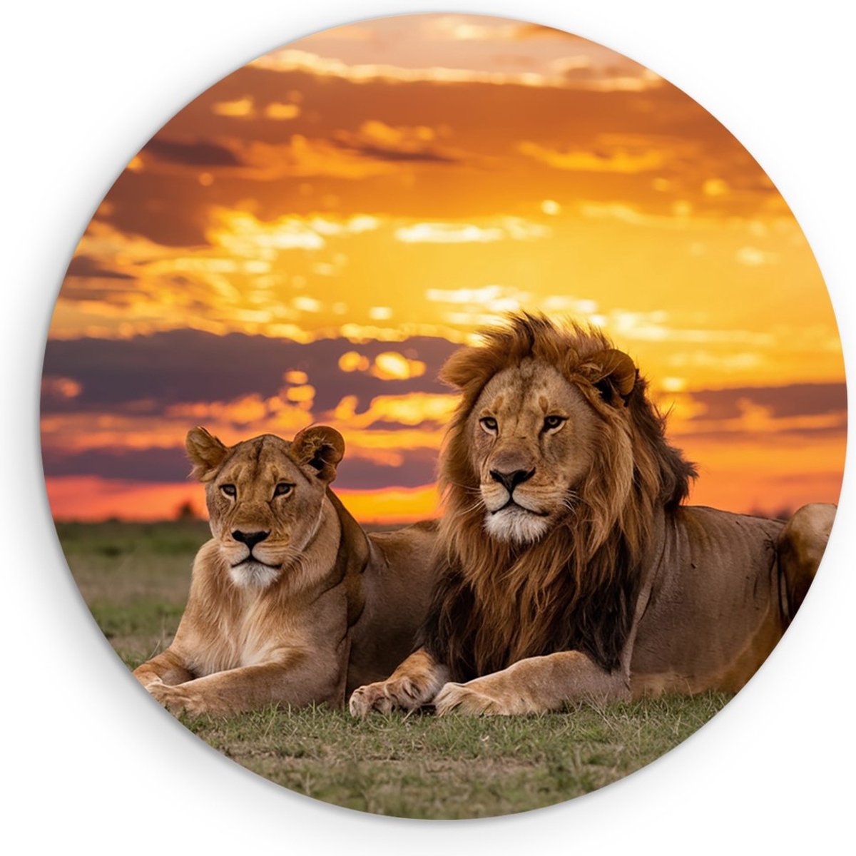 Saammp Muurcirkel Hout - 2 Leeuwen in zonsondergang - Afrika -Dieren - Natuur - Ø 30 - Wandcirkel - Wanddecoratie Cirkel - Muurdecoratie Woonkamer - Slaapkamer decoratie - Rond Schilderij