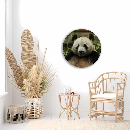 Saammp Forex Muurcirkel - Panda tussen het gras - Natuur - Dieren - Ø 90 - Wandcirkel - Wanddecoratie Cirkel - Muurdecoratie Woonkamer - Slaapkamer decoratie - Rond Schilderij