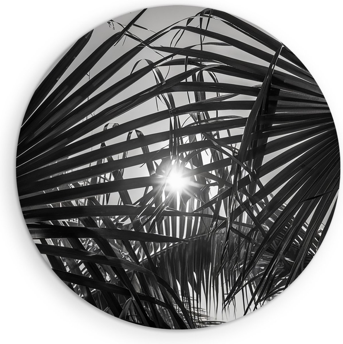 Saammp Forex Muurcirkel - Zon tussen de planten - Zwart-Wit - Landschap - Natuur - Ø 90 - Wandcirkel - Wanddecoratie Cirkel - Muurdecoratie Woonkamer - Slaapkamer decoratie - Rond Schilderij