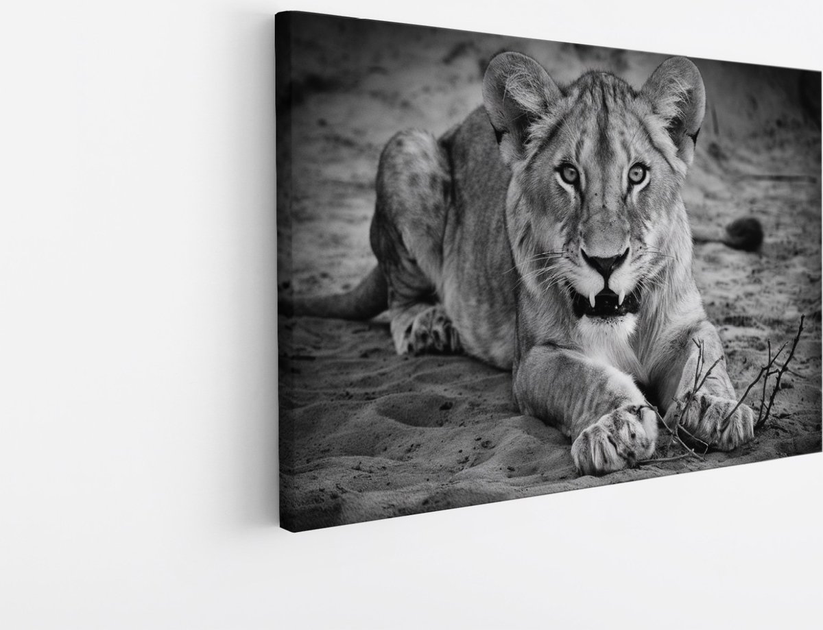 Saammp Canvas Schilderij - Boze leeuwin - Dieren - Natuur - 50x40 - Foto op canvas - Wanddecoratie - Muurdecoratie Woonkamer - Slaapkamer decoratie - Canvas Print Multicolor