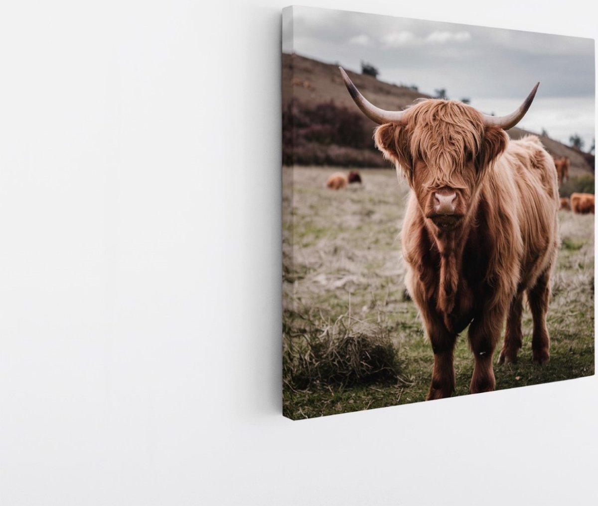 Saammp Canvas Schilderij - Groep Schotse Hooglander Koeien in de wei - Dieren - Natuur - 40x40 - Foto op canvas - Wanddecoratie - muurdecoratie Woonkamer - Slaapkamer decoratie - Canvas Print Multicolor