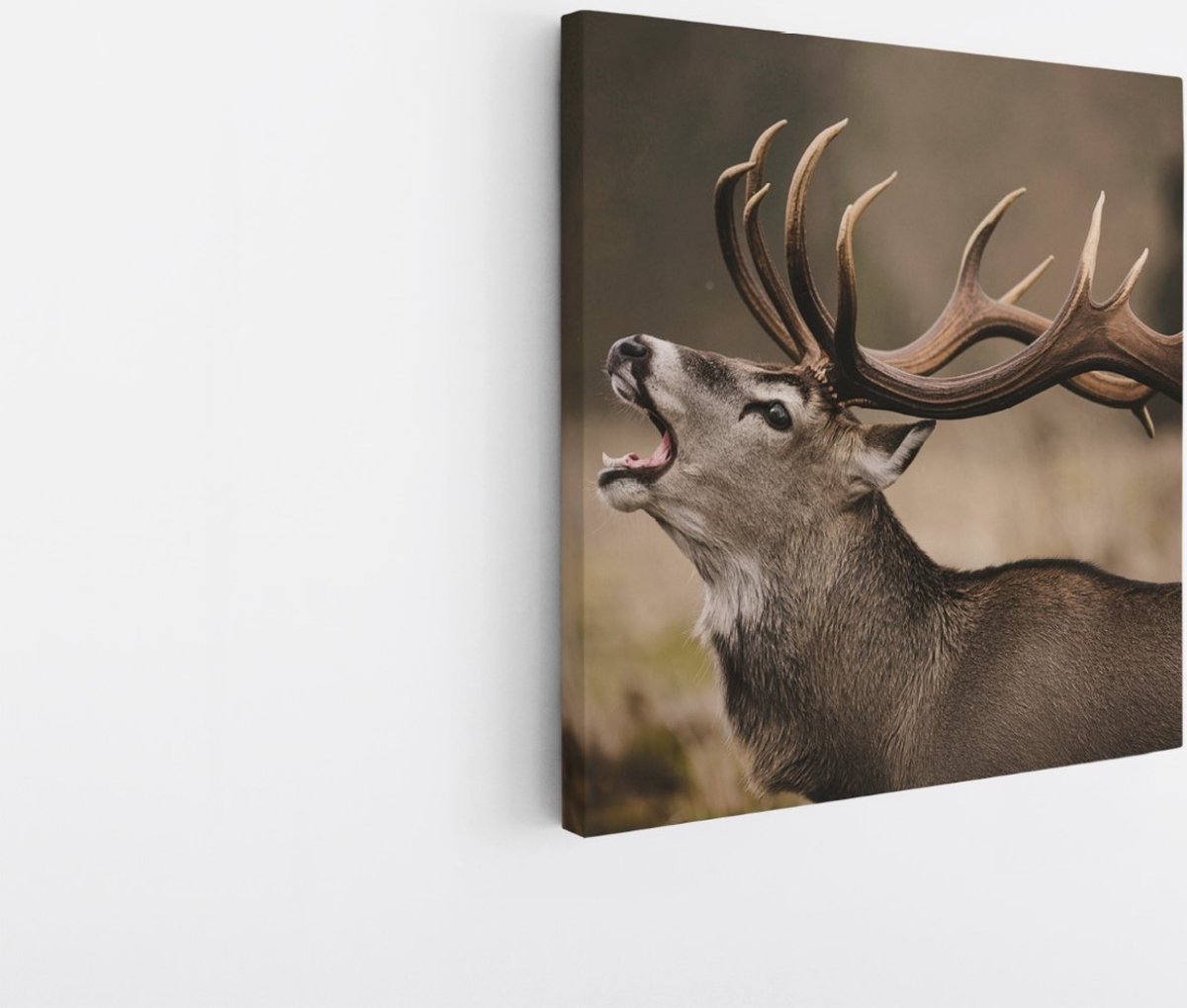 Saammp Canvas Schilderij - Schreeuwend Hert met groot gewei - Natuur - Dieren - 100x100 - Foto op canvas - Wanddecoratie - Muurdecoratie Woonkamer - Slaapkamer decoratie - Canvas Print Multicolor