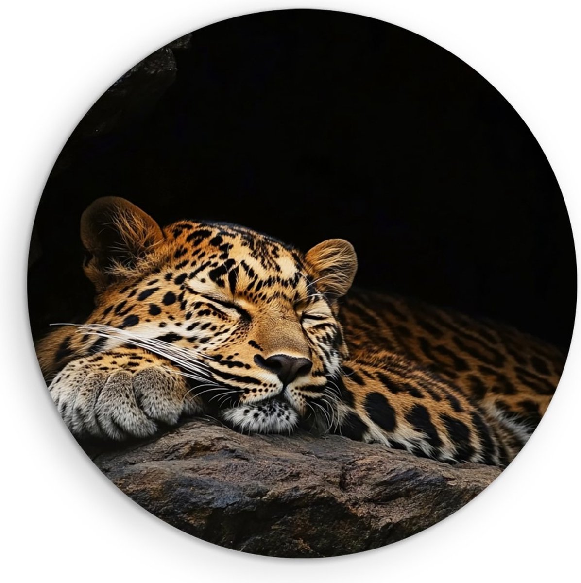 Saammp Forex Muurcirkel - Slapende Luipaard - Schattig - Natuur - Dieren - Ø 30 - Wandcirkel - Wanddecoratie Cirkel - Muurdecoratie Woonkamer - Slaapkamer decoratie - Rond Schilderij