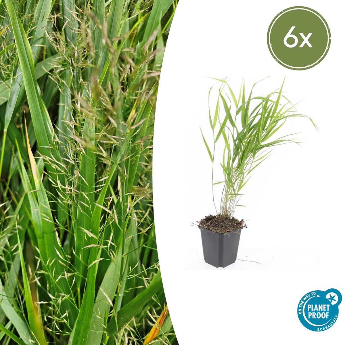 Tuinplantenshop.com | Hakonechloa macra | 6 stuks - Ø9cm - 10-25cm hoog - Tuinplant