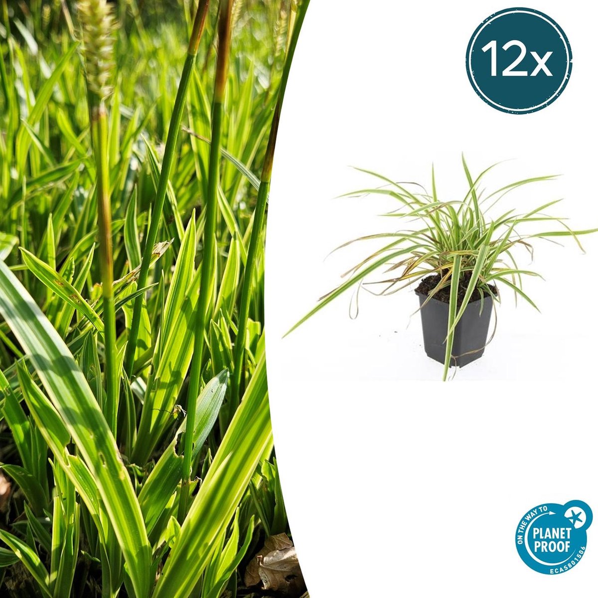 Tuinplantenshop.com | Carex morrowii 'Aureovariegata' | 12 stuks - Ø9cm - 10-25cm hoog - Tuinplant