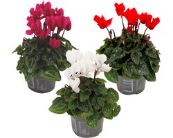 Plant in a Box - Cyclamen Persicum - Mix van 3 - Bloeiende kamerplanten - Pot 9cm - 10-20cm