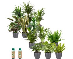 vdvelde.com - Kantoorplanten - Makkelijke en Luchtzuiverende Planten - Kantoorinrichting - Antraciet Pot - 12 stuks - Planten voor op Kantoor - 12 planten in antraciet pot - Ø 12 cm ↥ ca. 40 cm - Incl. plantenvoeding