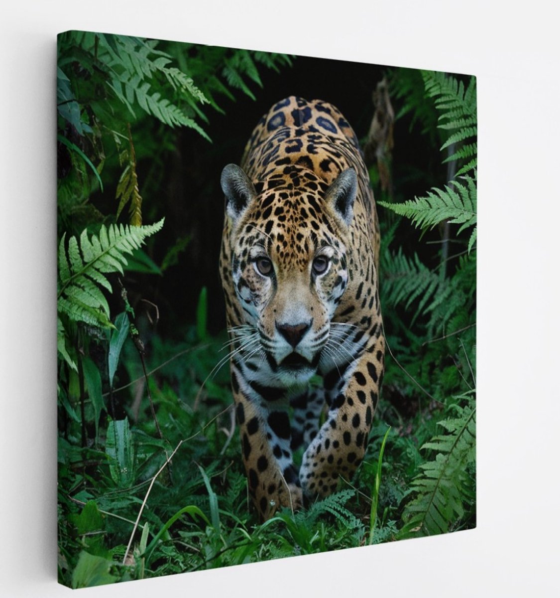 Saammp Canvas Schilderij - Jaguar in de natuur- Dieren - 60x60 - Foto op canvas - Wanddecoratie - Muurdecoratie Woonkamer - Slaapkamer decoratie - Canvas Print Multicolor