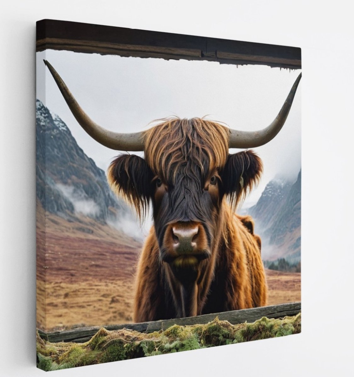 Saammp Canvas Schilderij - Glurende hooglander Koe - Doorkijk - Dieren - 100x100 - Foto op canvas - Wanddecoratie - Muurdecoratie Woonkamer - Slaapkamer decoratie - Canvas Print Multicolor