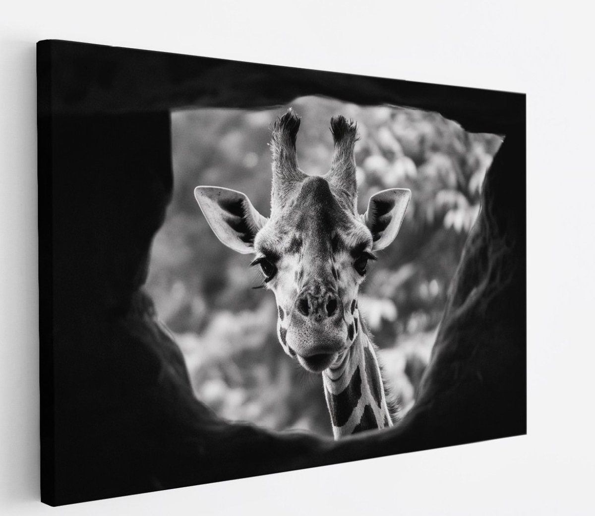 Saammp Canvas Schilderij - Glurende Giraffe - Natuur - Dieren - 40x30 - Foto op canvas - Wanddecoratie - Muurdecoratie Woonkamer - Slaapkamer decoratie - Canvas Print Multicolor
