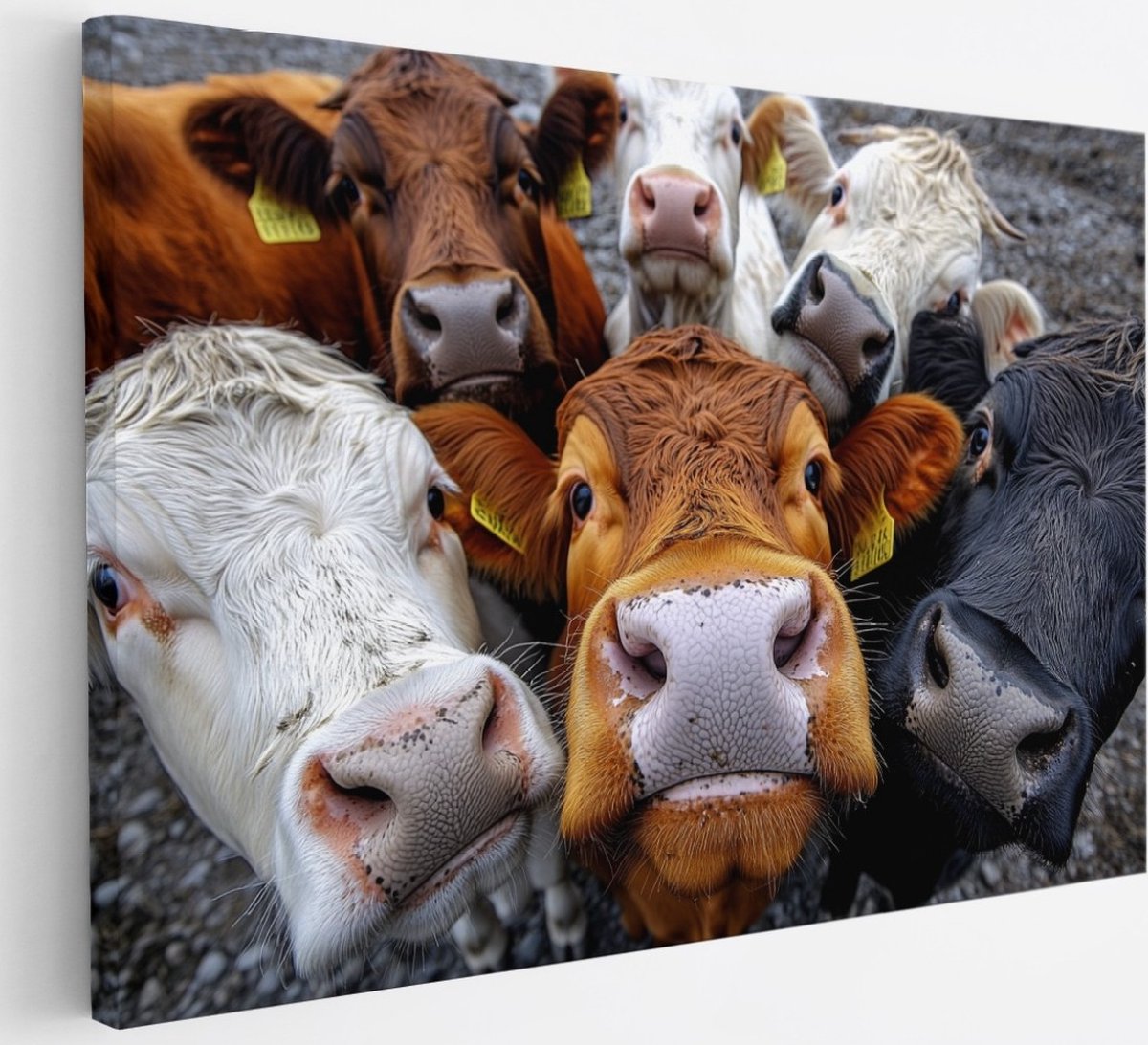 Saammp Canvas Schilderij - Koeien van dichtbij - Nederland - Dieren - 30x20 - Foto op canvas - Wanddecoratie - Muurdecoratie Woonkamer - Slaapkamer decoratie - Canvas Print Multicolor
