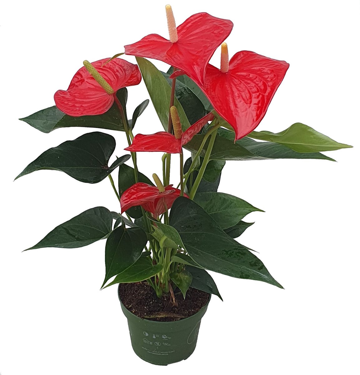 Plant in a Box - Flamingoplant - Anthurium 'Royal Champion' - Hoogte 35-45 cm - Pot 12cm - Bloeiende kamerplant - Rood