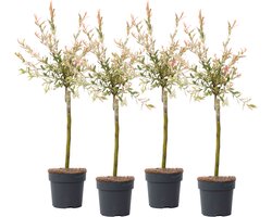 Plant in a Box - Salix integra Flamingo - Set van 4 - Tuinplant - Bonte wilg - Winterhard - Pot 17cm - Hoogte 60-80cm