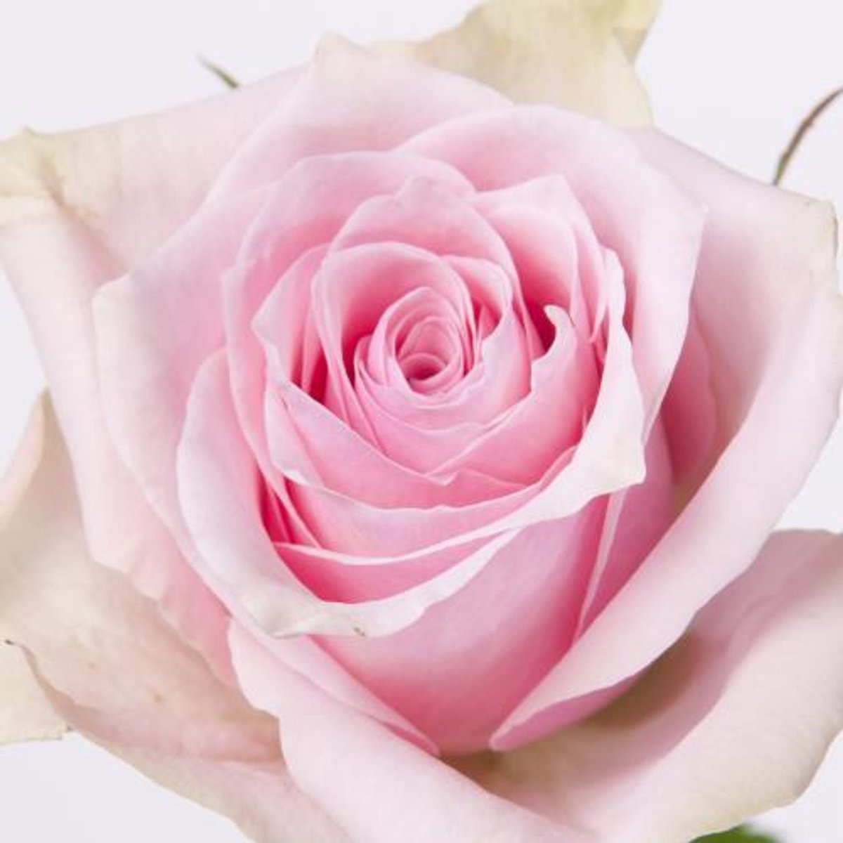 20x Rosa pink athena 60cm