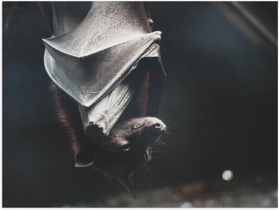 Poster Glanzend – Vleermuis hangt te slapen overdag - 40x30 cm Foto op Posterpapier met Glanzende Afwerking
