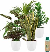 vdvelde.com - Urban Jungle - Makkelijk te verzorgen soorten - Kamerplanten 4 stuks - Ø 12 cm - Hoogte 30-40 cm in Witte Kunststof Sierpotten + Kamerplantenvoeding