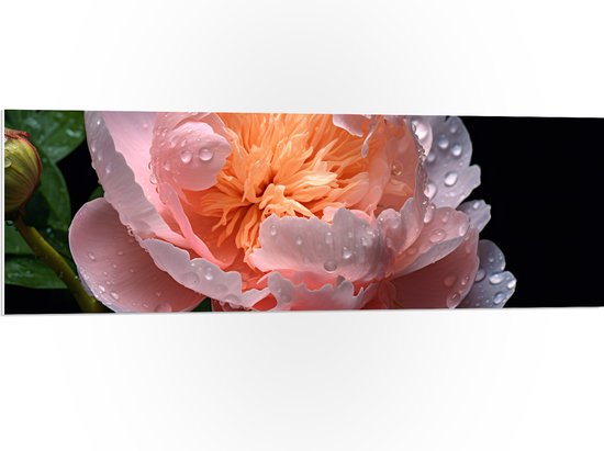 PVC Schuimplaat - Bloem - Roze - Oranje - Druppels - Natuur - 120x40 cm Foto op PVC Schuimplaat (Met Ophangsysteem)