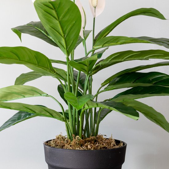 Een grote kunstplant met donkergroene bladeren en witte bloemen in een zwarte pot.