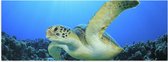 Poster Glanzend – Zwemmende Zeeschildpad bij Koraal op Zeebodem van Heldere Oceaan - 90x30 cm Foto op Posterpapier met Glanzende Afwerking