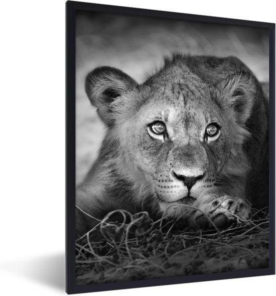 Fotolijst incl. Poster - Wilde dieren - Leeuw - Natuur - Zwart - Wit - 60x80 cm - Posterlijst